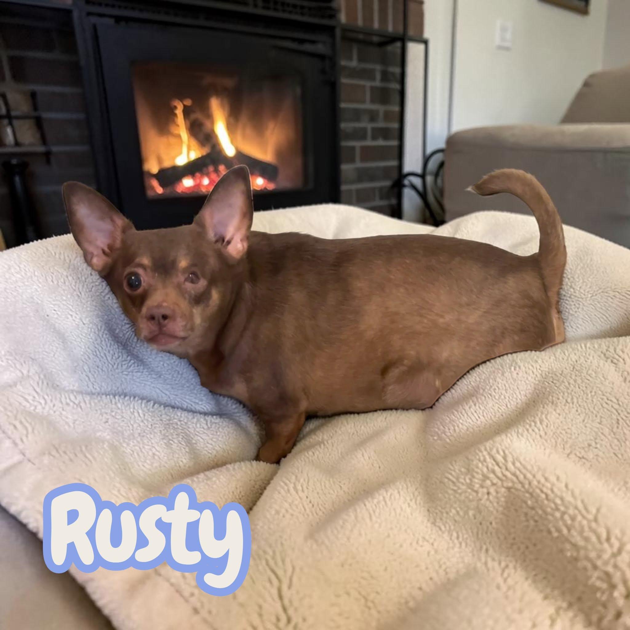 Enlarge Rusty - looking for an experienced home that understands nervous chihuahuas, a Adoptable Chihuahua in Greeneville, TN image 3/4