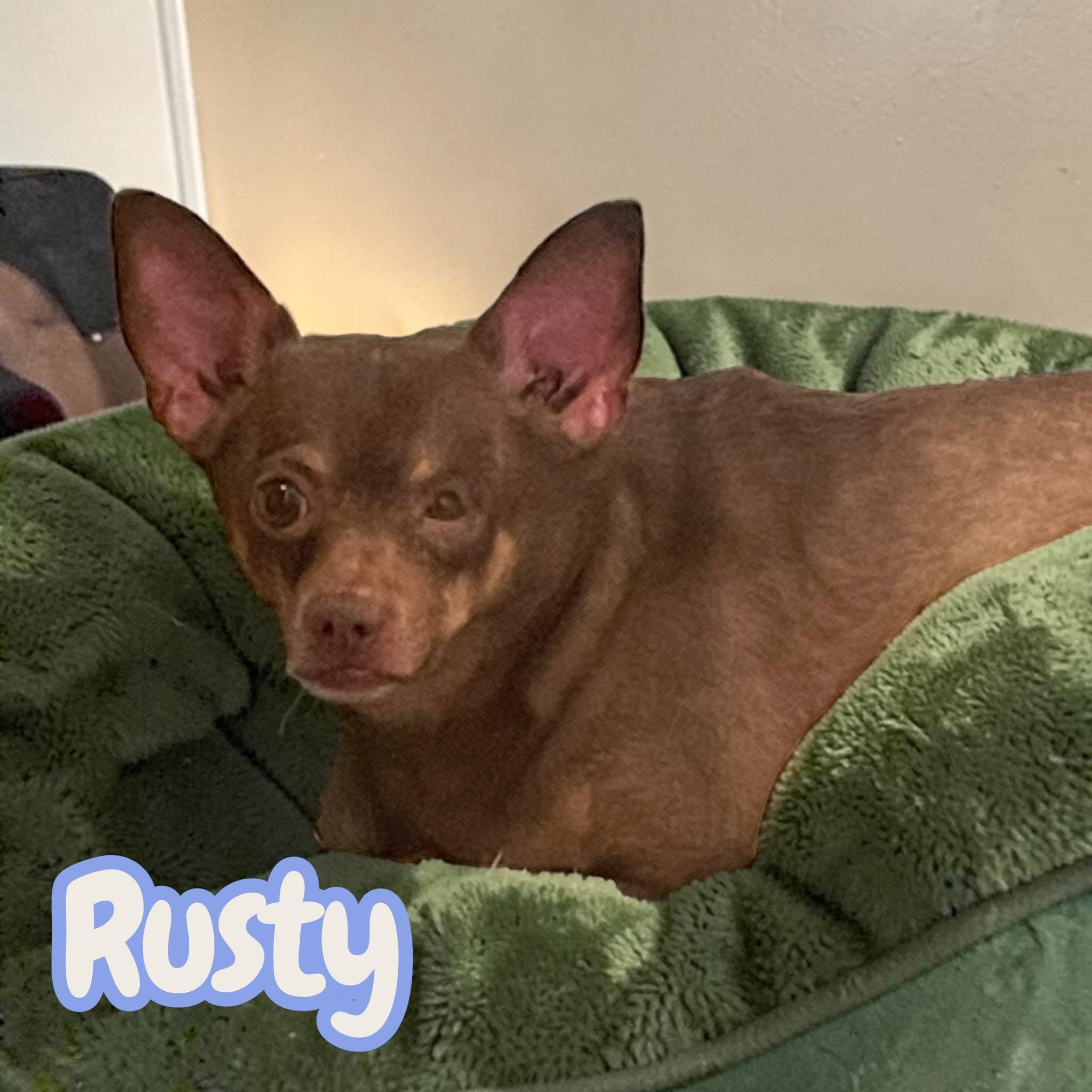 Enlarge Rusty - looking for an experienced home that understands nervous chihuahuas, a Adoptable Chihuahua in Greeneville, TN image 2/4