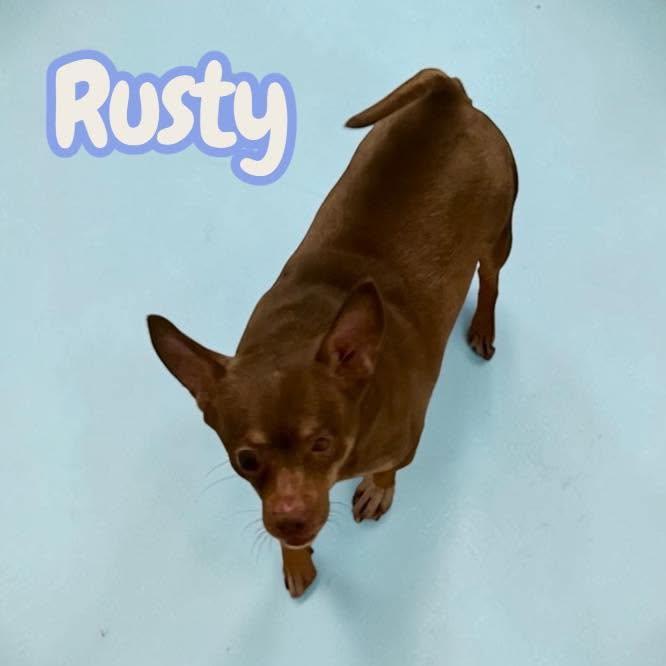 Enlarge Rusty - looking for an experienced home that understands nervous chihuahuas, a Adoptable Chihuahua in Greeneville, TN image 4/4