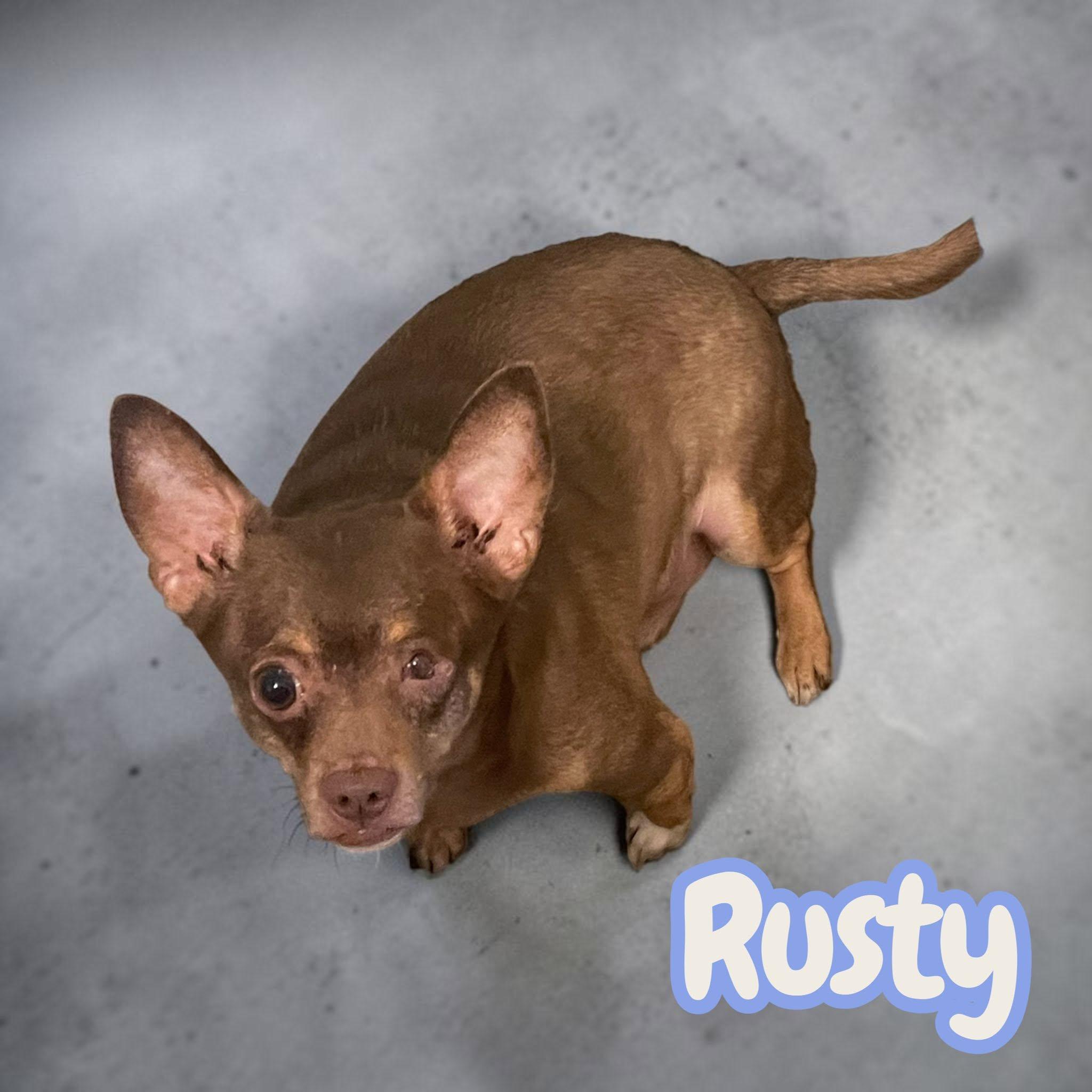 Rusty - looking for an experienced home that understands nervous chihuahuas, Adoptable, Adult Male Chihuahua.