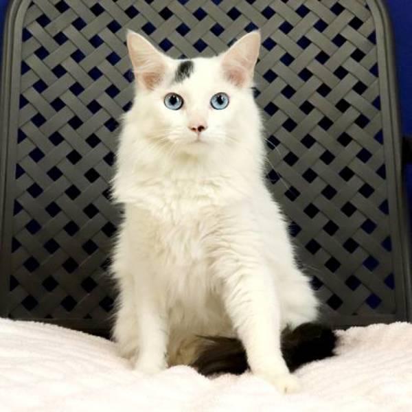 Josephine, Adoptable, Young Female Domestic Short Hair.