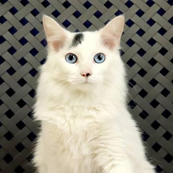 Enlarge Josephine, a Adoptable mixed breed in Midland, TX image 4/4