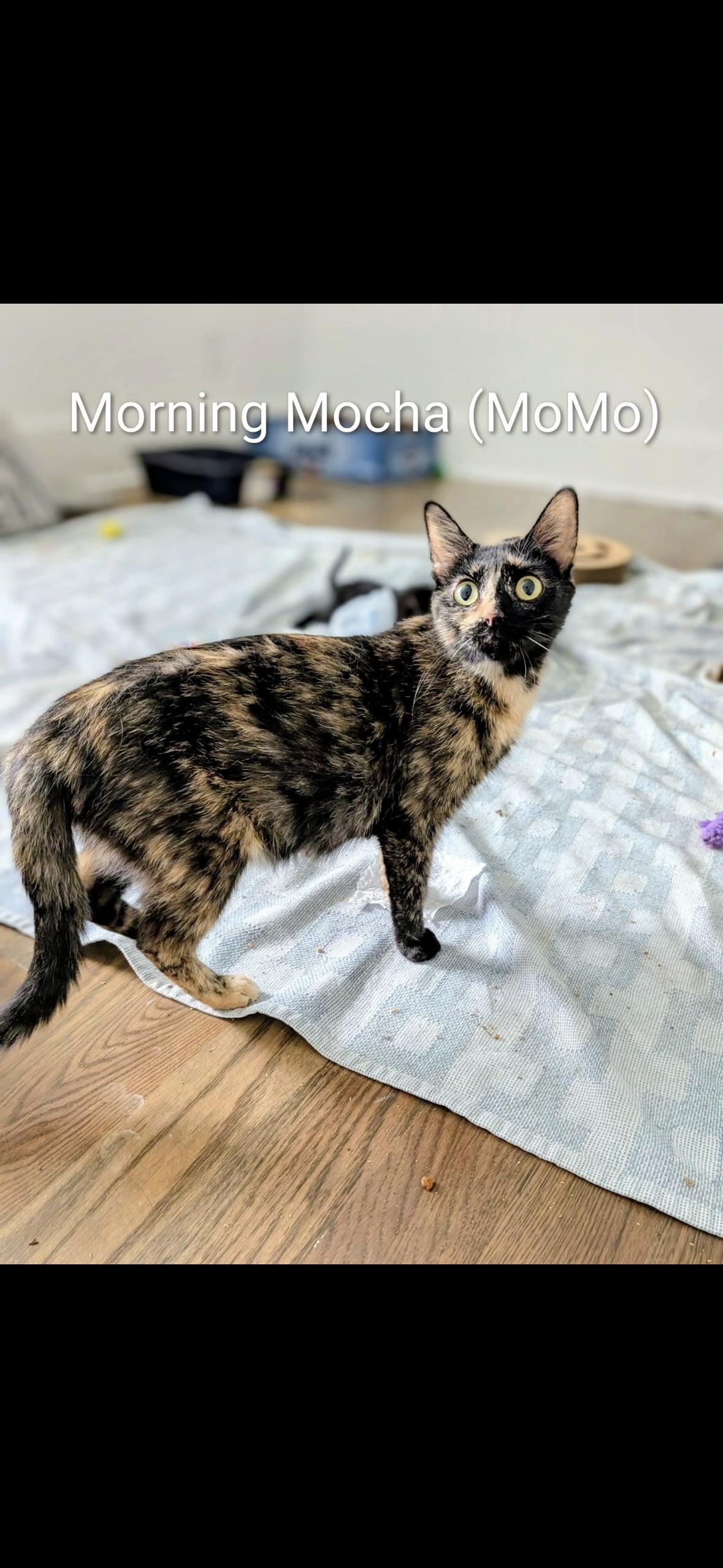 Momo, ADOPTABLE, Young Female Tortoiseshell.