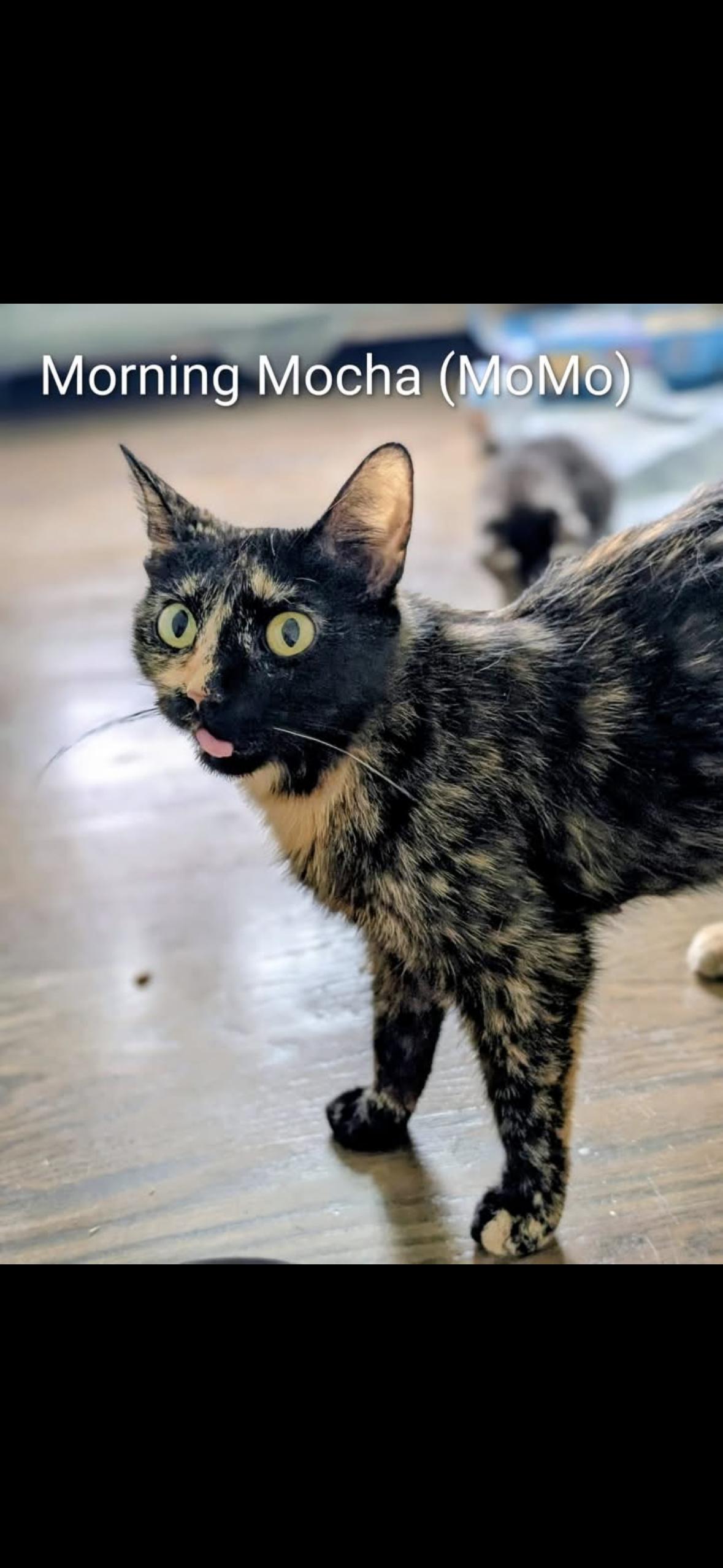 Enlarge Momo, a ADOPTABLE Tortoiseshell in Woodlawn, TN image 2/2