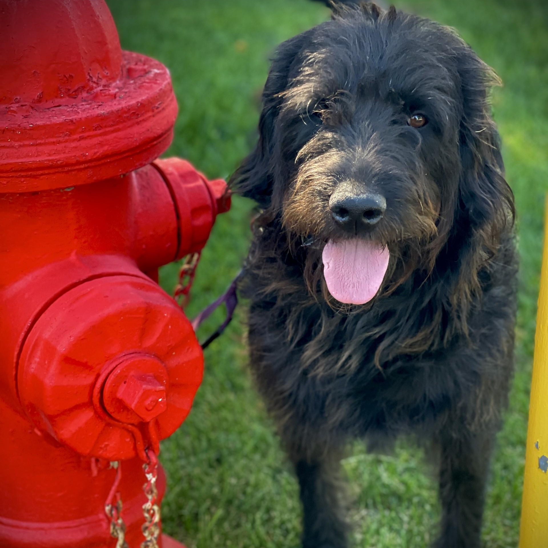 Rufus, a ADOPTABLE mixed breed in San Andreas, CA image 1/5