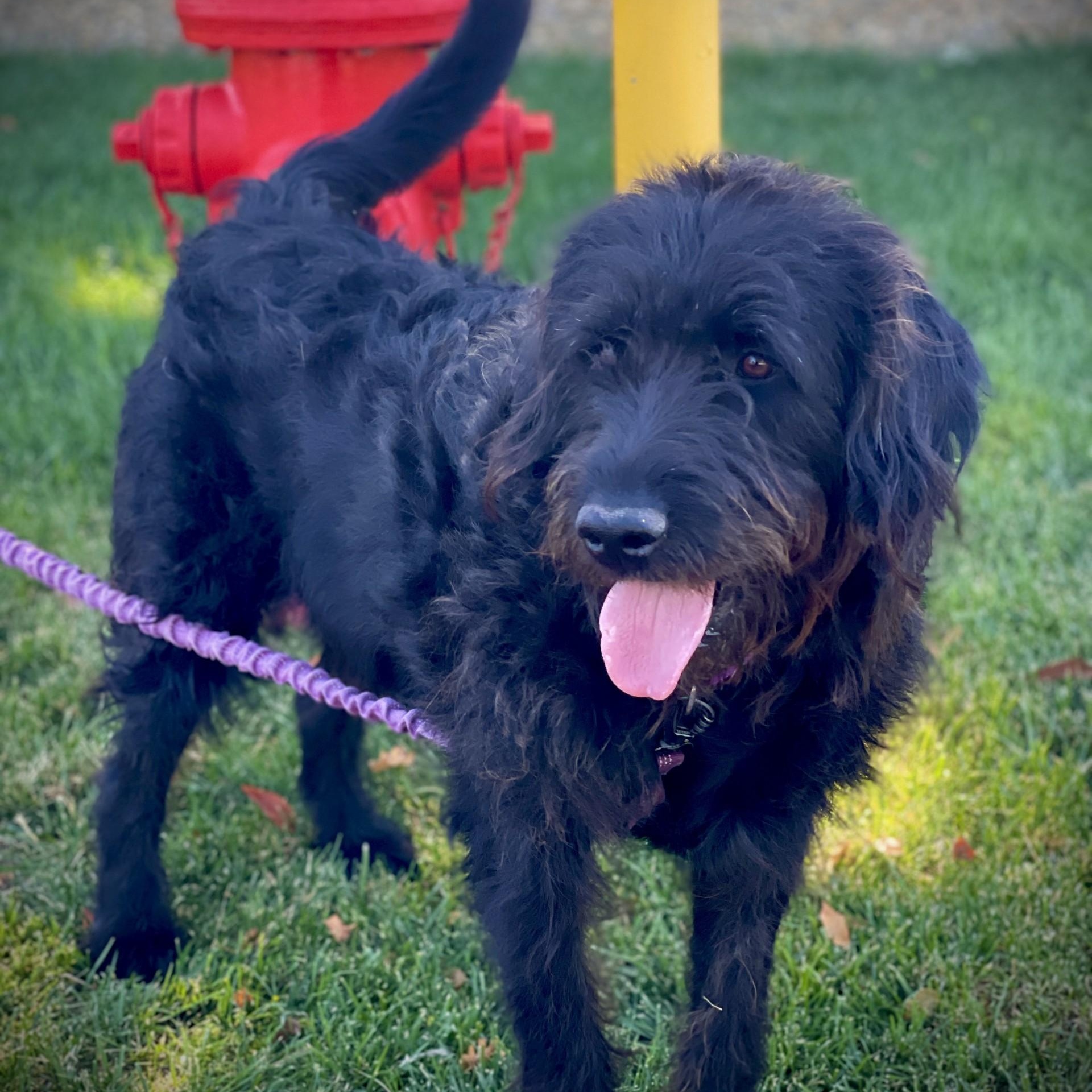 Rufus, a ADOPTABLE mixed breed in San Andreas, CA image 4/5
