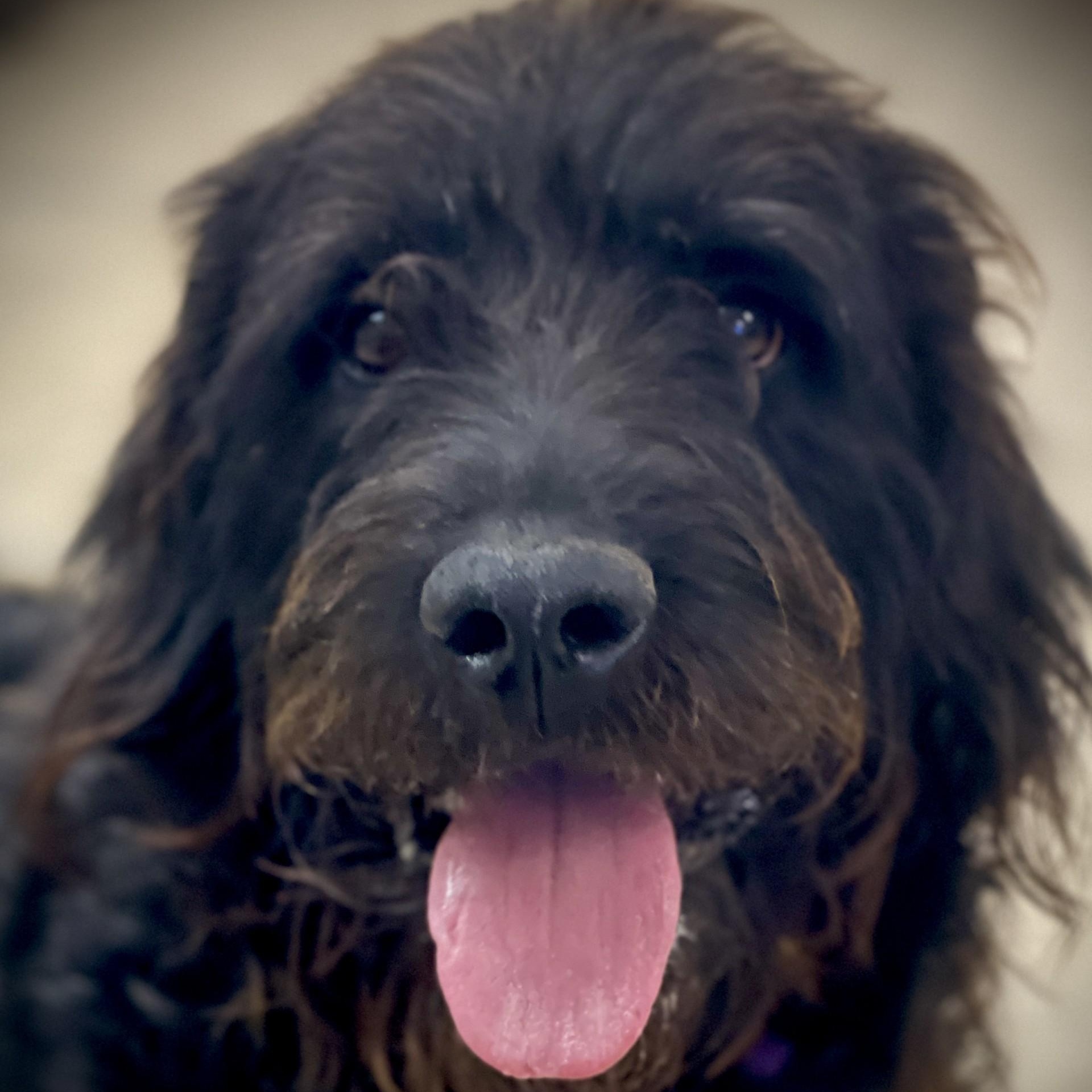 Rufus, a ADOPTABLE mixed breed in San Andreas, CA image 3/5