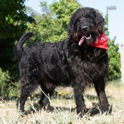Rufus, a ADOPTABLE mixed breed in San Andreas, CA image 5/5