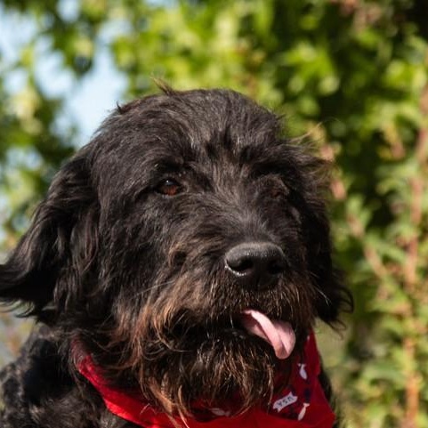 Rufus, a ADOPTABLE mixed breed in San Andreas, CA image 2/5
