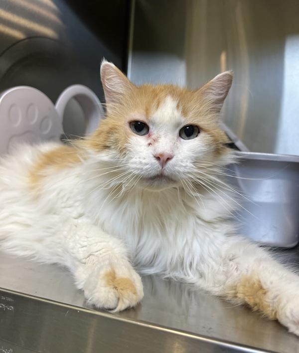 Synergy, Adoptable, Senior Male Domestic Long Hair.