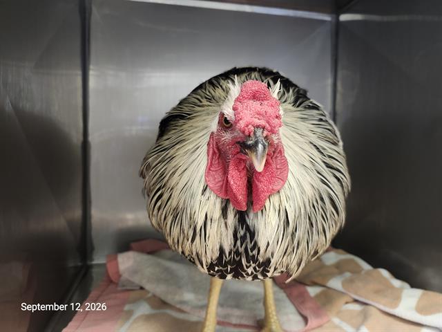 Enlarge FRANK, a Adoptable Chicken in Santa Cruz, CA image 1/1