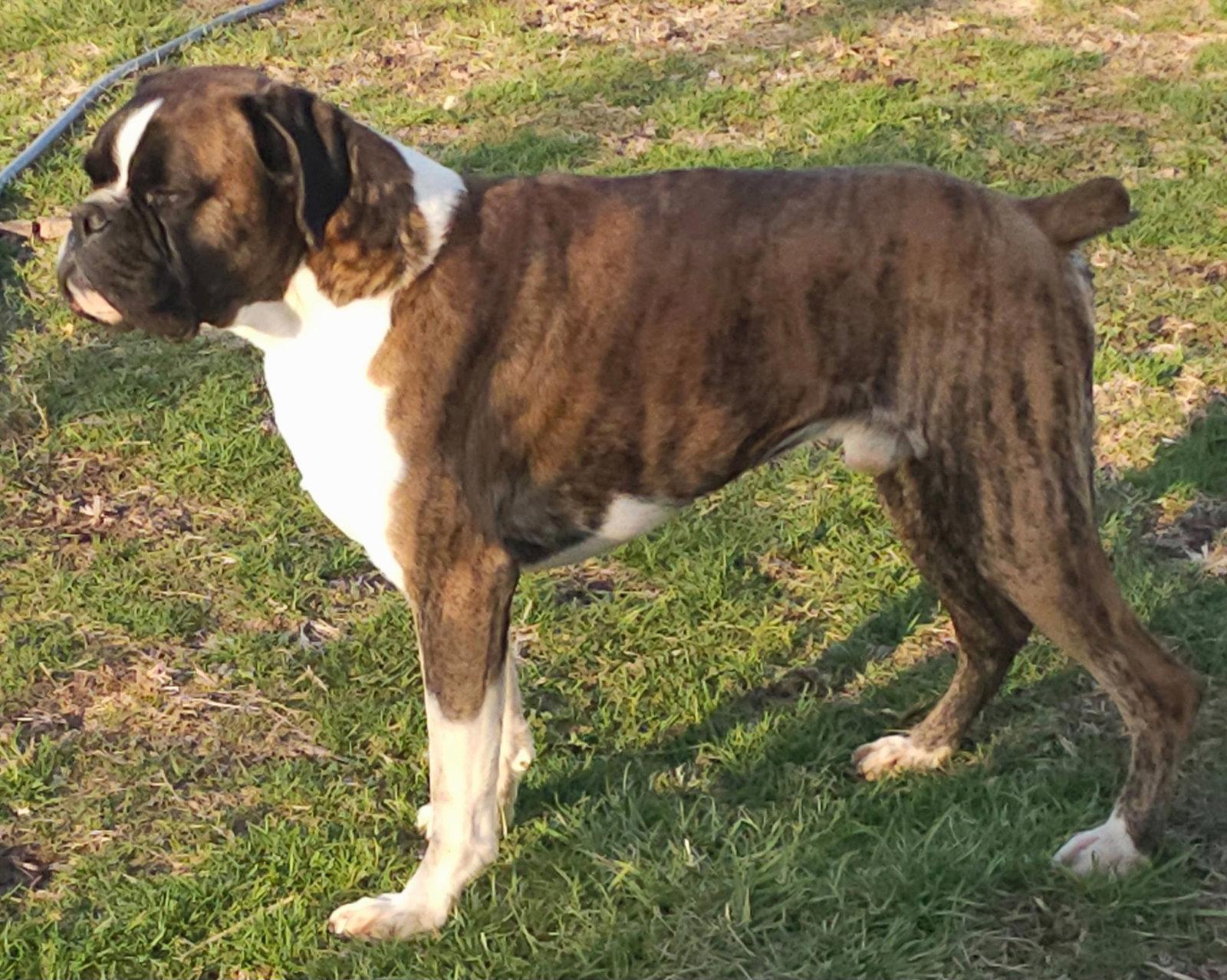 FLASH BRINDLE MALE *NEEDS FOSTER*, Adoptable, Adult Male Boxer.