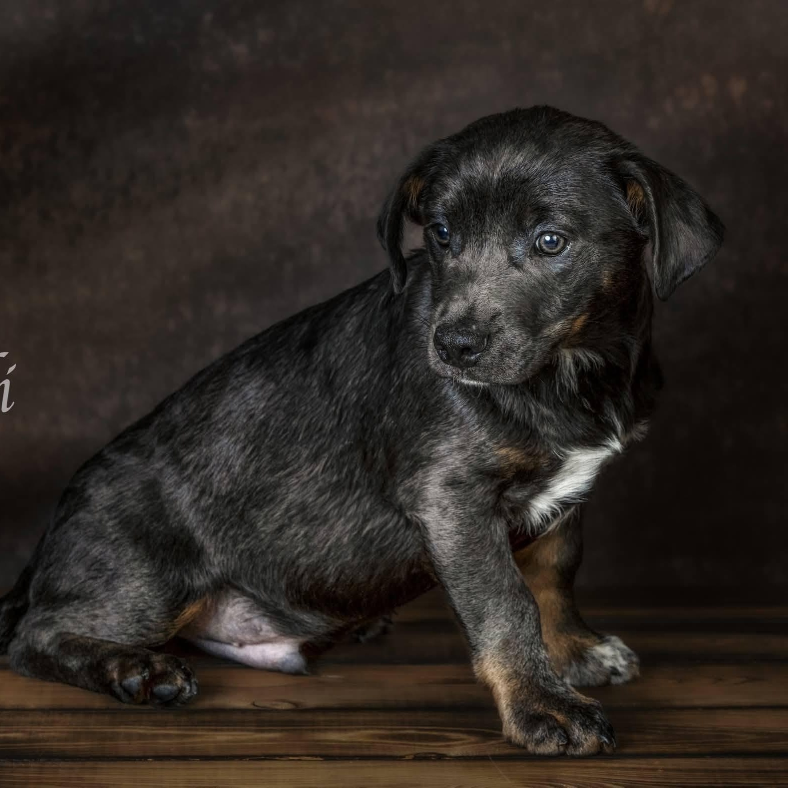 Grayli, a Adoptable mixed breed in Concord, CA image 2/4