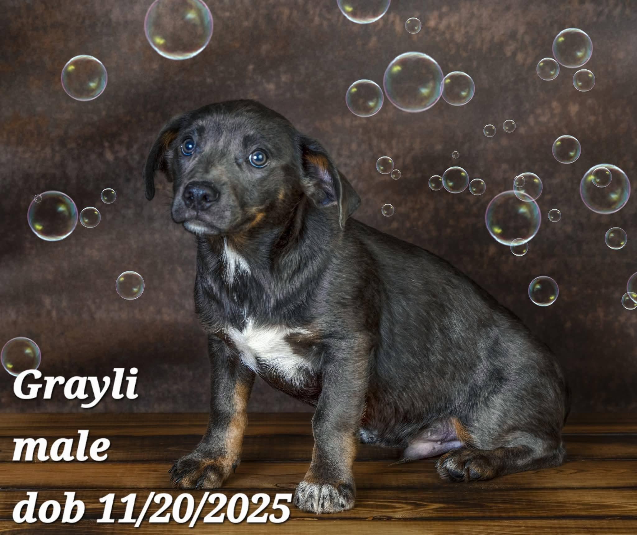 Enlarge Grayli, a Adoptable mixed breed in Concord, CA image 2/2