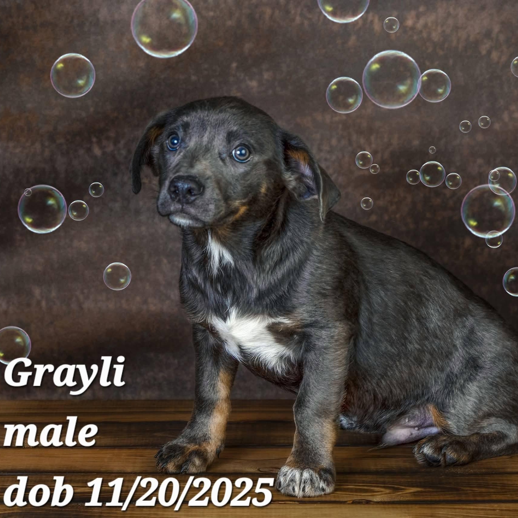Grayli, a Adoptable mixed breed in Concord, CA image 4/4