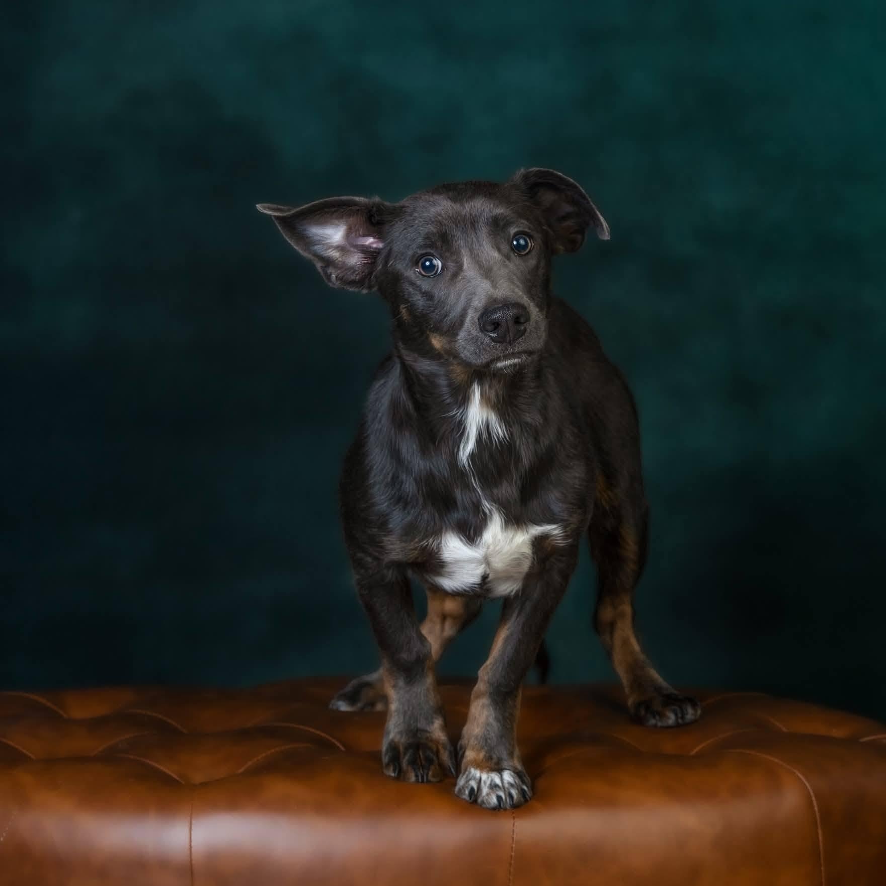 Grayli, a Adoptable mixed breed in Concord, CA image 1/4
