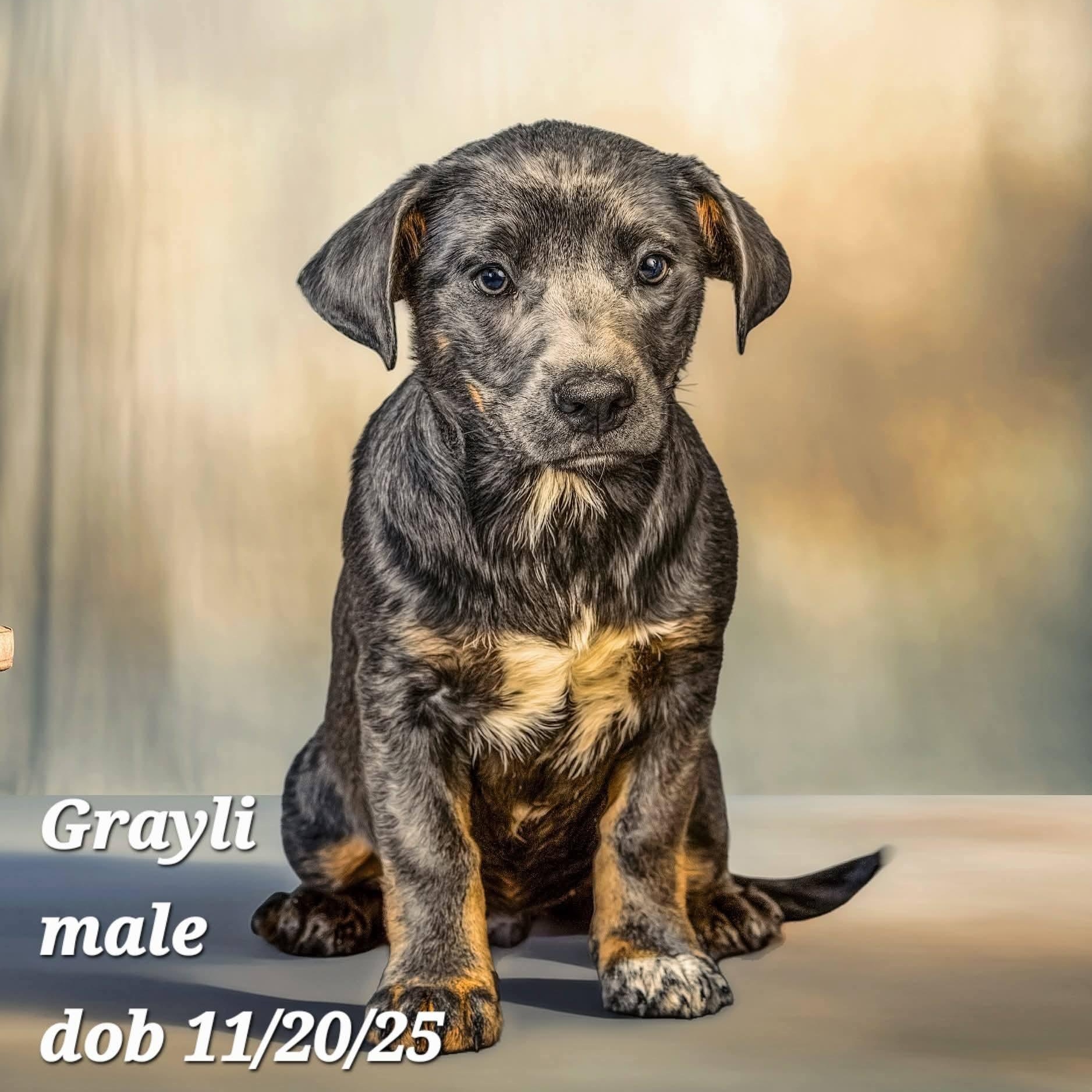 Grayli, Adoptable, Puppy Male Vizsla & Corgi.