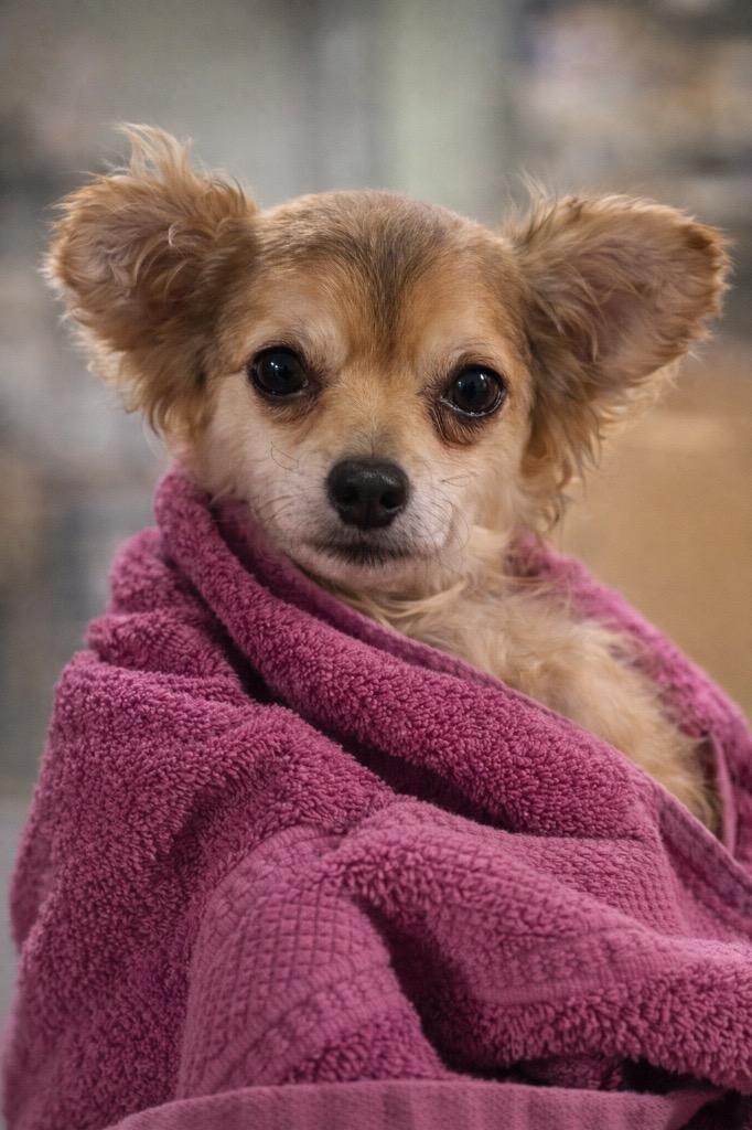 Norin, Adopted, Adult Male Chihuahua.