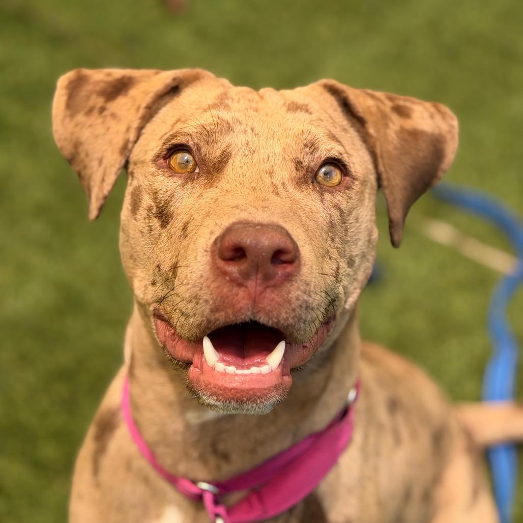 Enlarge Mara, a Adoptable mixed breed in Durango, CO image 1/6