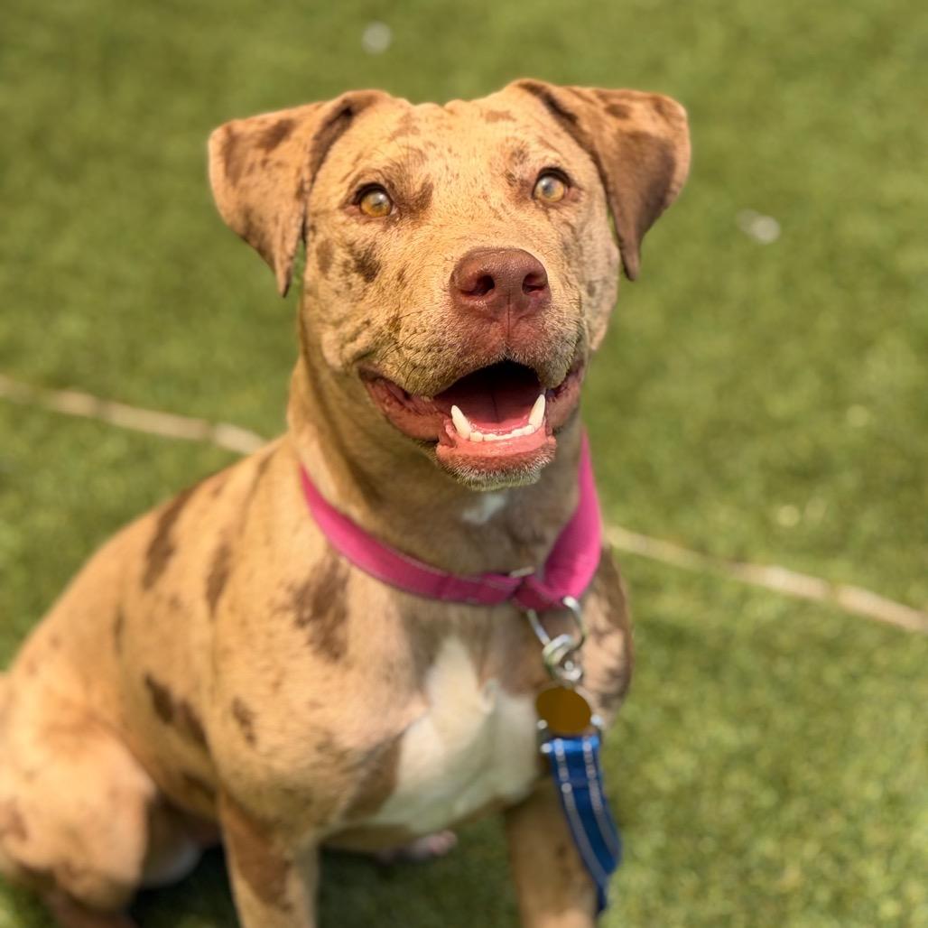 Enlarge Mara, a Adoptable mixed breed in Durango, CO image 2/6