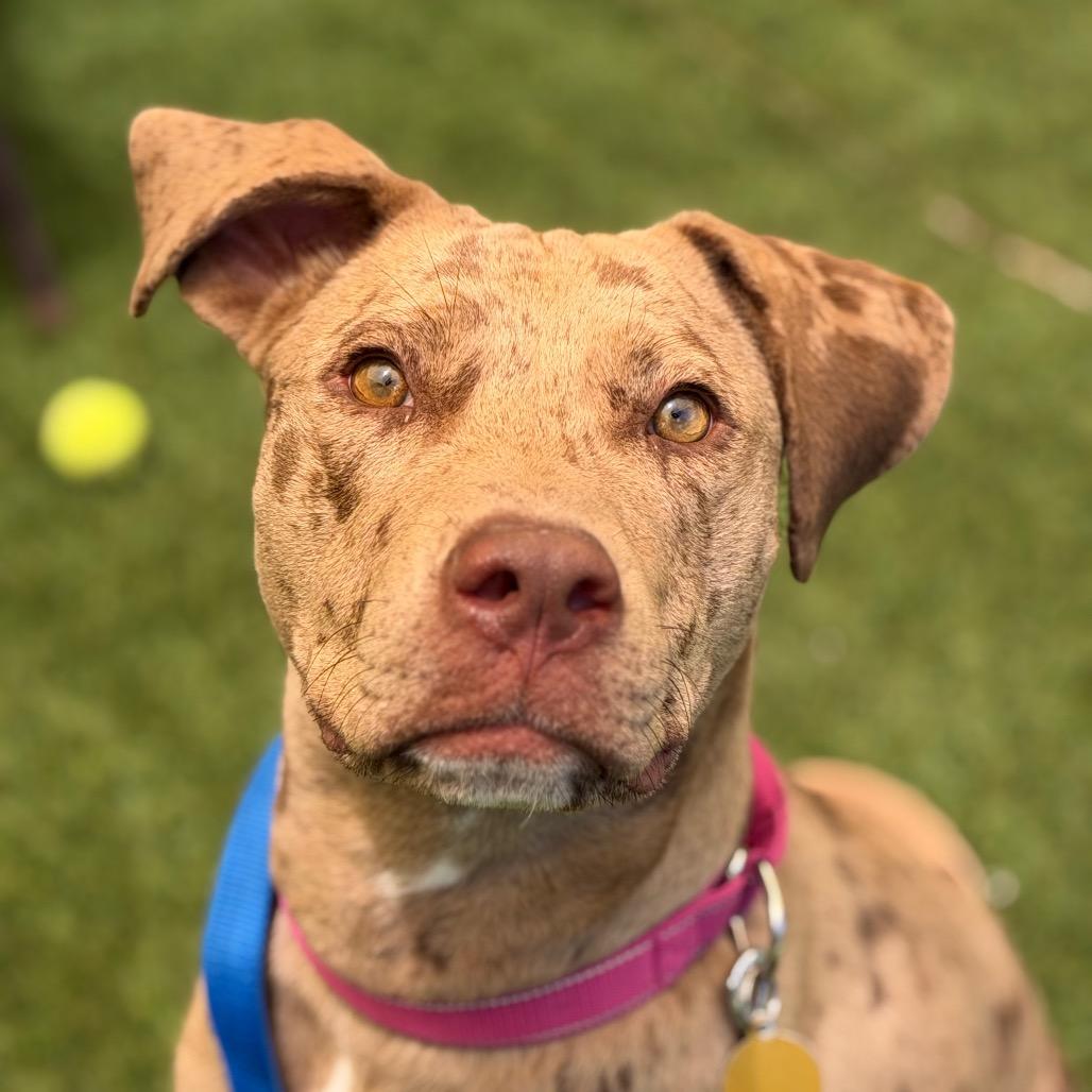 Enlarge Mara, a Adoptable mixed breed in Durango, CO image 3/6
