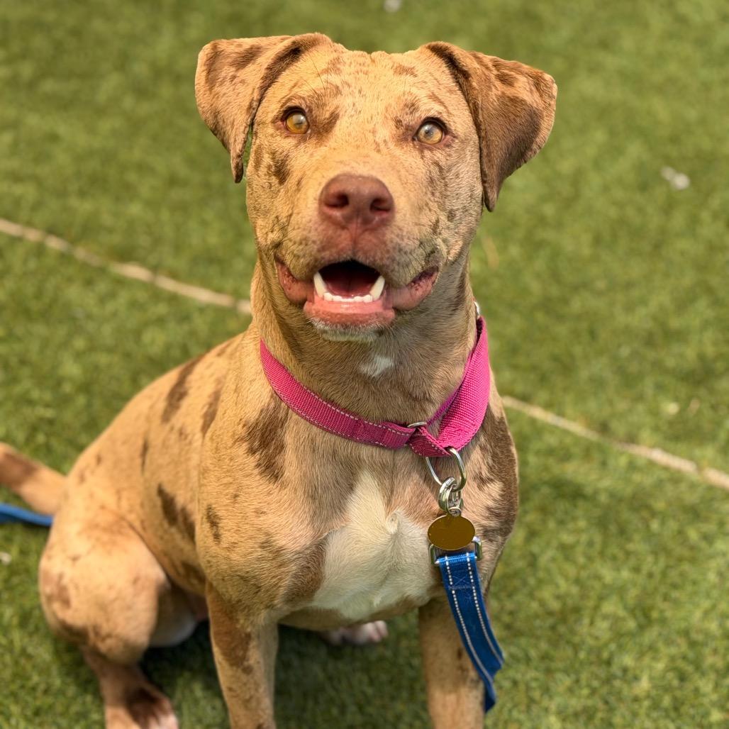 Enlarge Mara, a Adoptable mixed breed in Durango, CO image 4/6