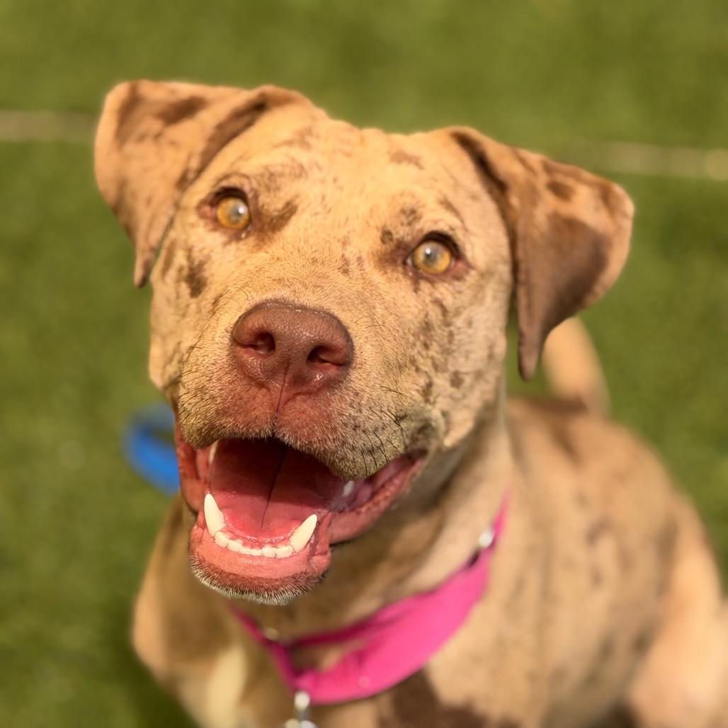 Enlarge Mara, a Adoptable mixed breed in Durango, CO image 5/6