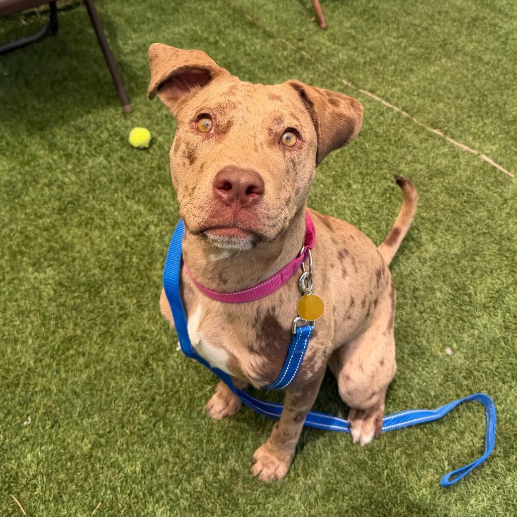 Enlarge Mara, a Adoptable mixed breed in Durango, CO image 6/6