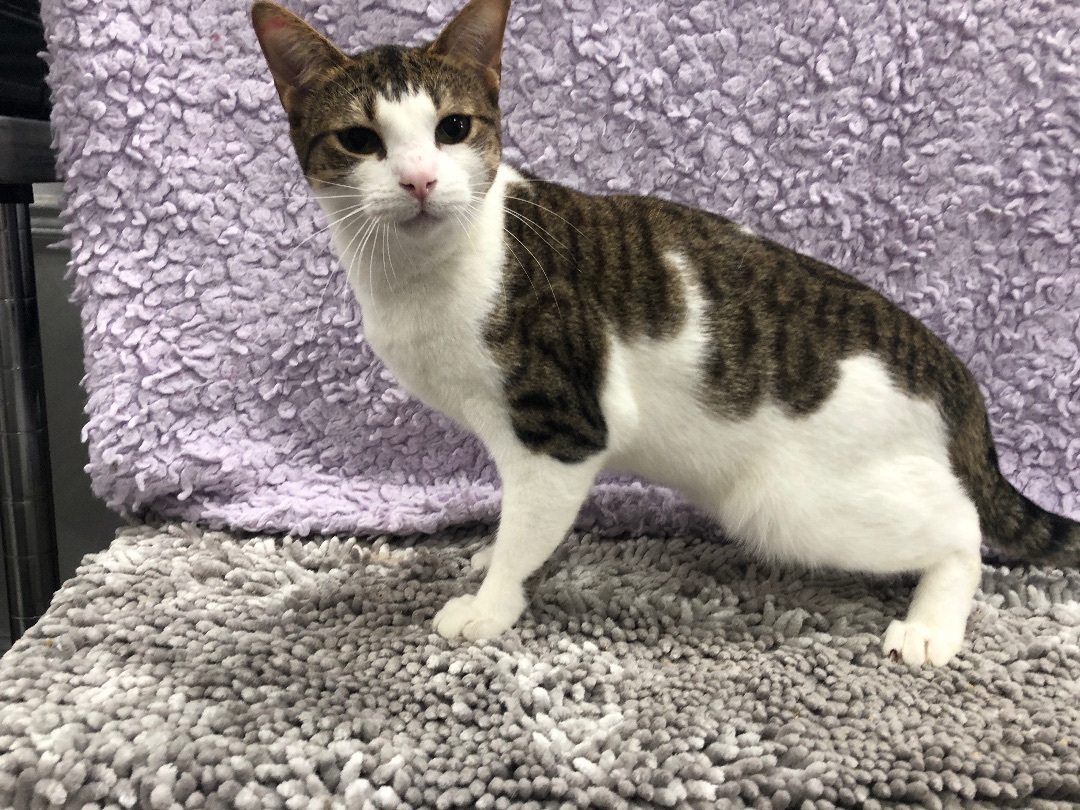 Enlarge Cayenne, a Adoptable Domestic Short Hair in Jesup, GA image 1/1