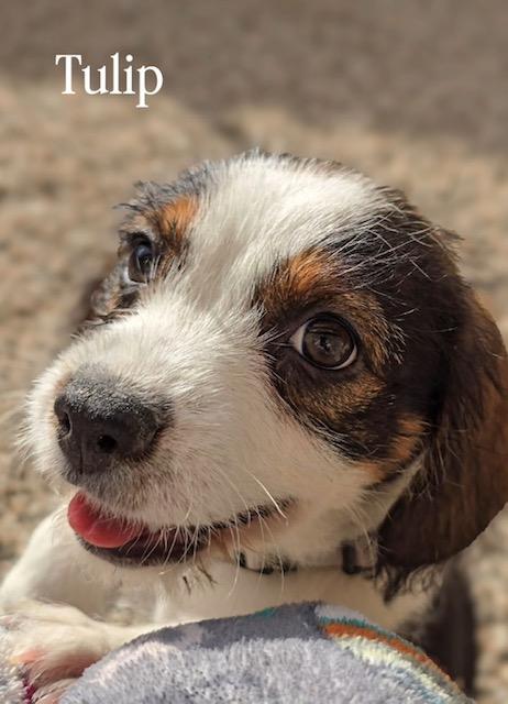Enlarge Tulip, a ADOPTABLE mixed breed in Running Springs, CA image 1/1