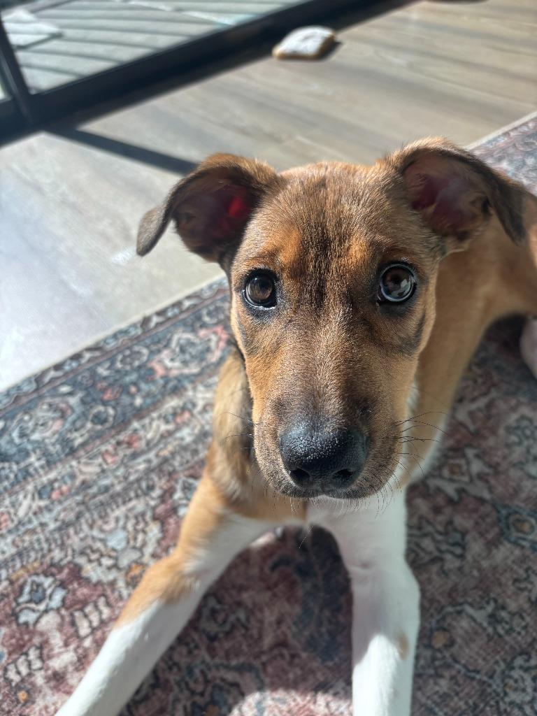 Twig, Adoptable, Young Female Collie & Shepherd.