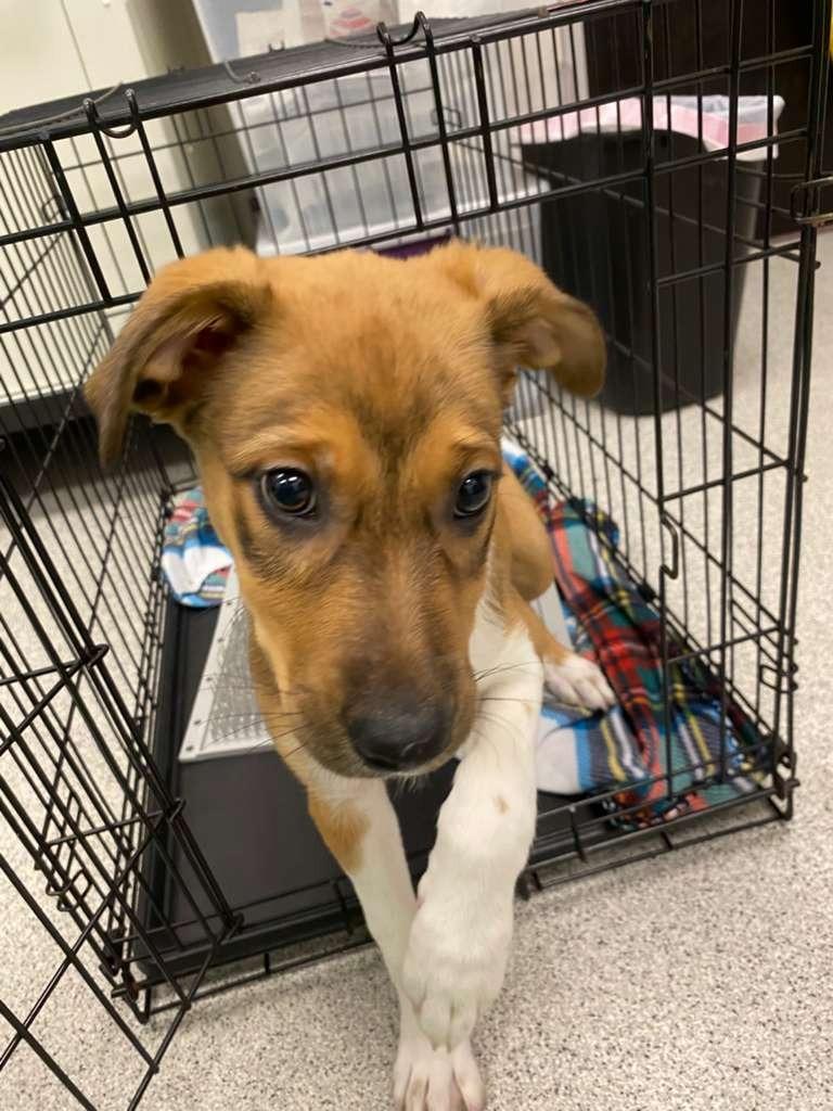 Twig, Adoptable, Puppy Female Collie & Shepherd.