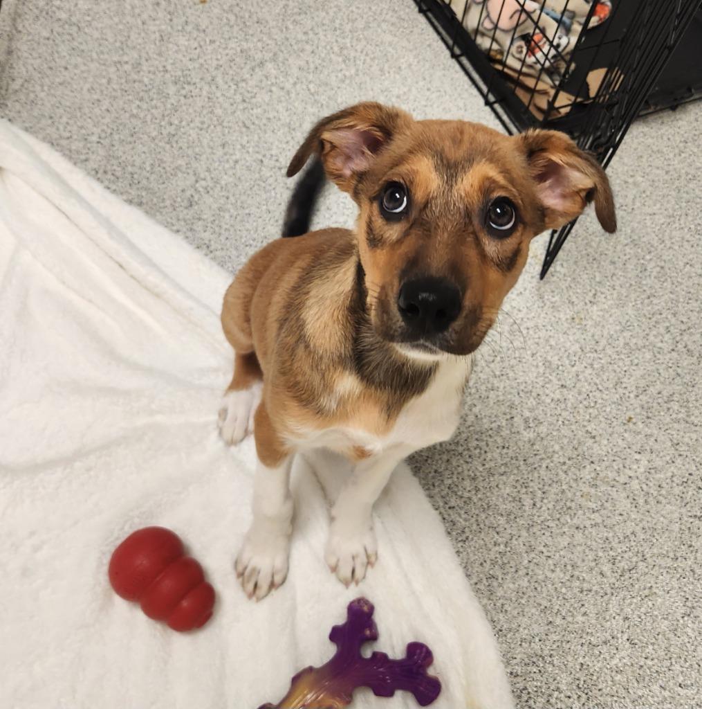 Twig, a Adoptable mixed breed in Phoenix, AZ image 2/4