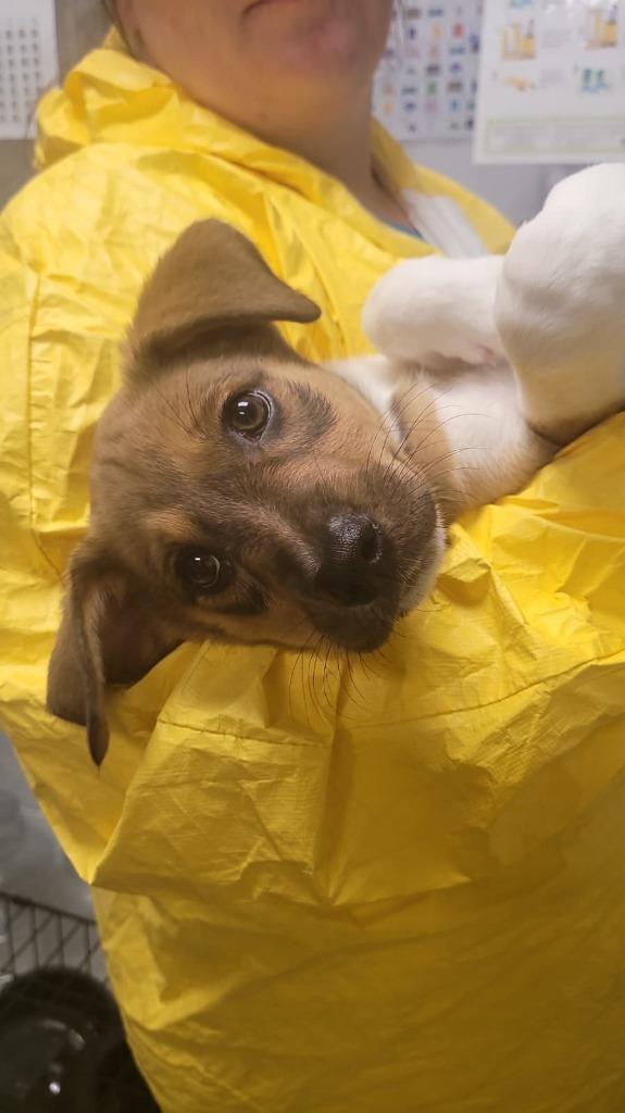 Twig, a Adoptable mixed breed in Phoenix, AZ image 3/4