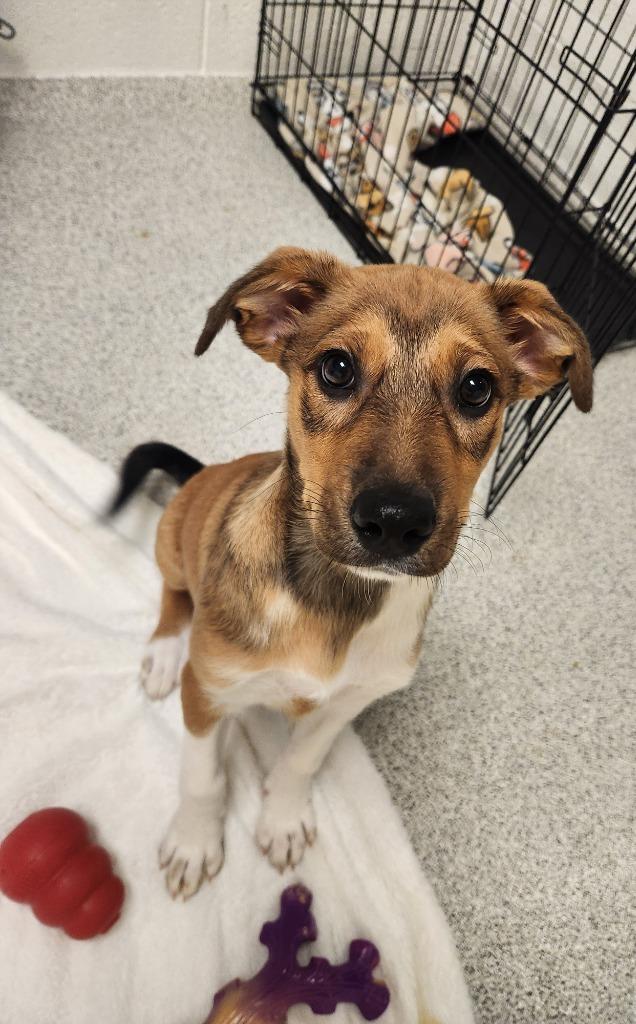 Twig, a Adoptable mixed breed in Phoenix, AZ image 4/4