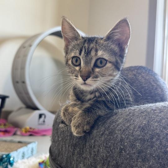 Lola, Adoptable, Kitten Female Domestic Short Hair.