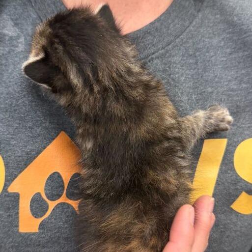 Lola, a Adoptable Domestic Short Hair in Driggs, ID image 2/6