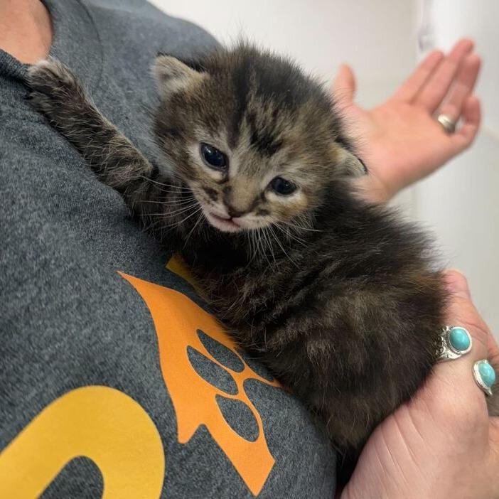 Lola, a Adoptable Domestic Short Hair in Driggs, ID image 3/6