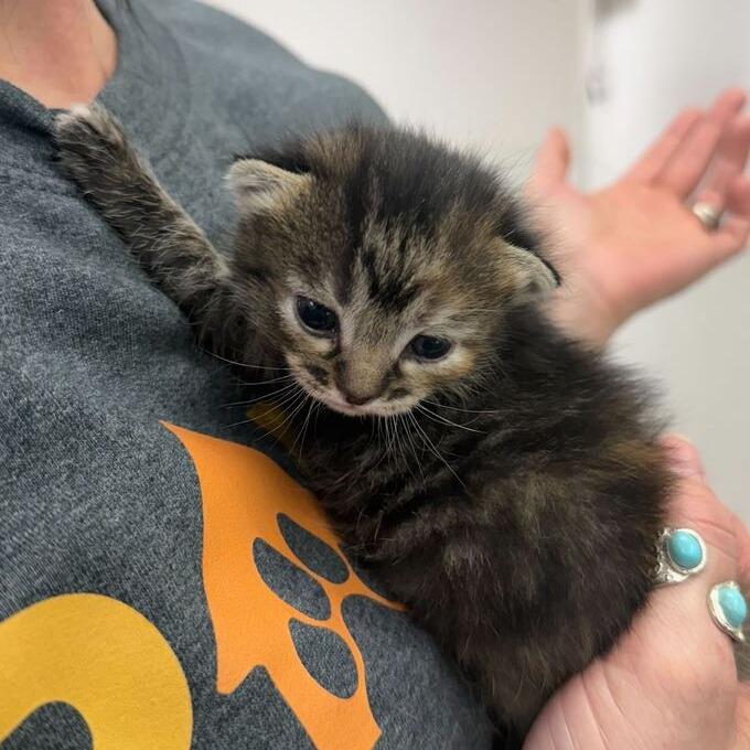 Lola, a Adoptable Domestic Short Hair in Driggs, ID image 4/6