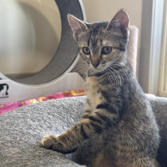 Lola, a Adoptable Domestic Short Hair in Driggs, ID image 5/6