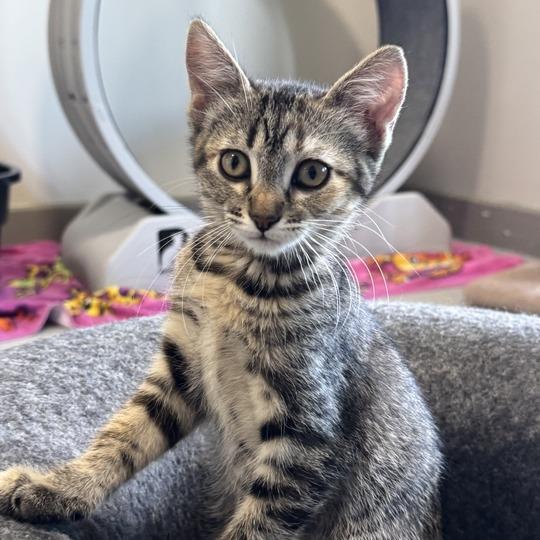 Lola, a Adoptable Domestic Short Hair in Driggs, ID image 6/6