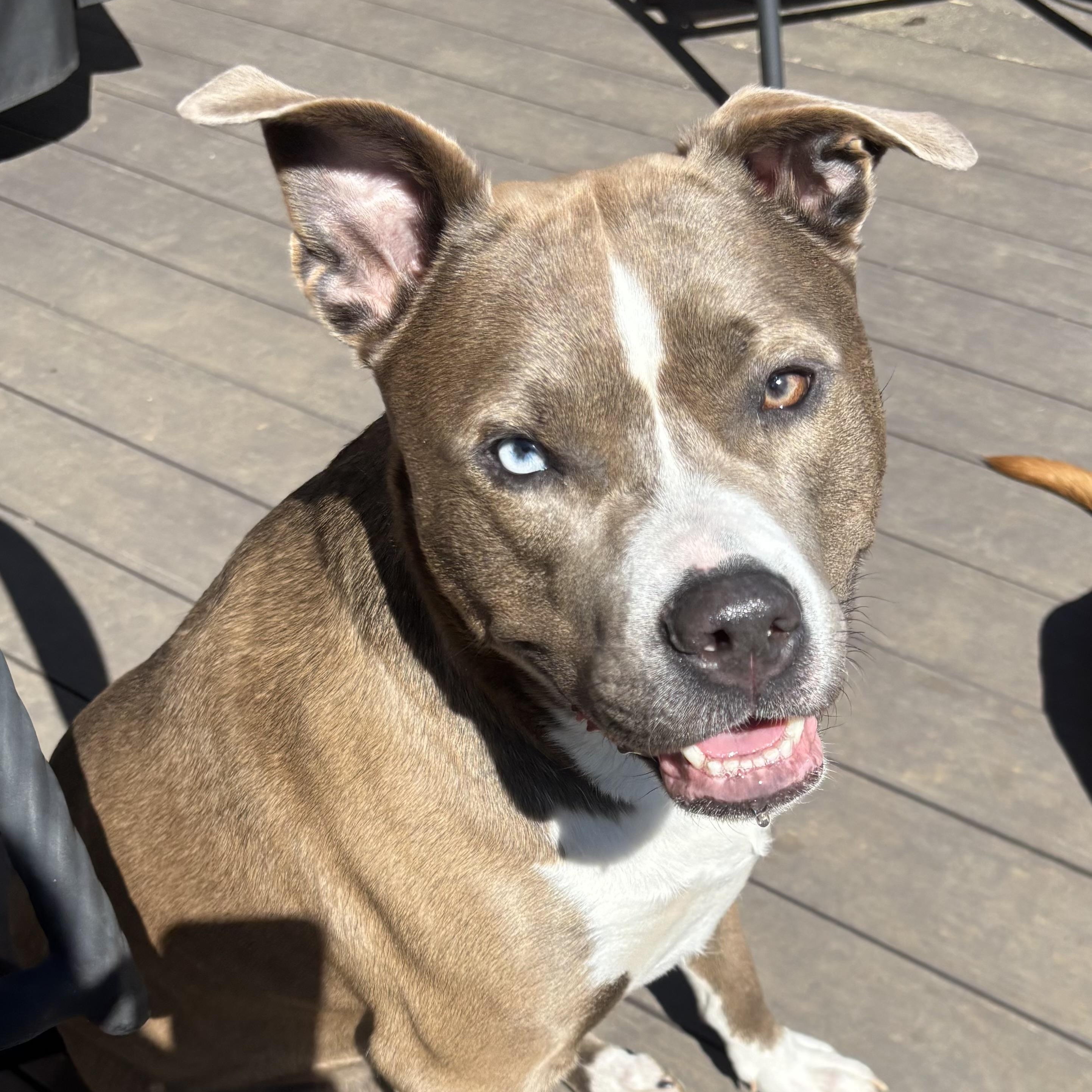 Enlarge Kona & Oakley, a ADOPTABLE mixed breed in Greensboro, NC image 5/5