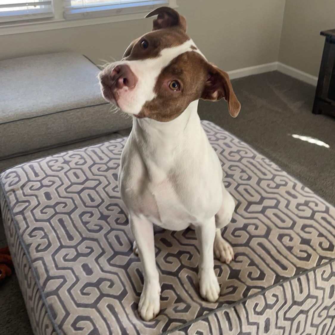 Enlarge Kona & Oakley, a ADOPTABLE mixed breed in Greensboro, NC image 2/5