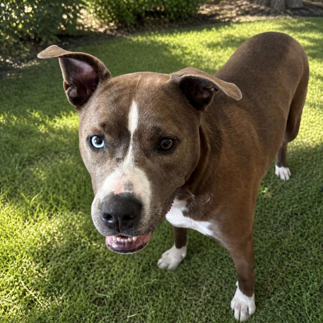 Enlarge Kona & Oakley, a ADOPTABLE mixed breed in Greensboro, NC image 3/5