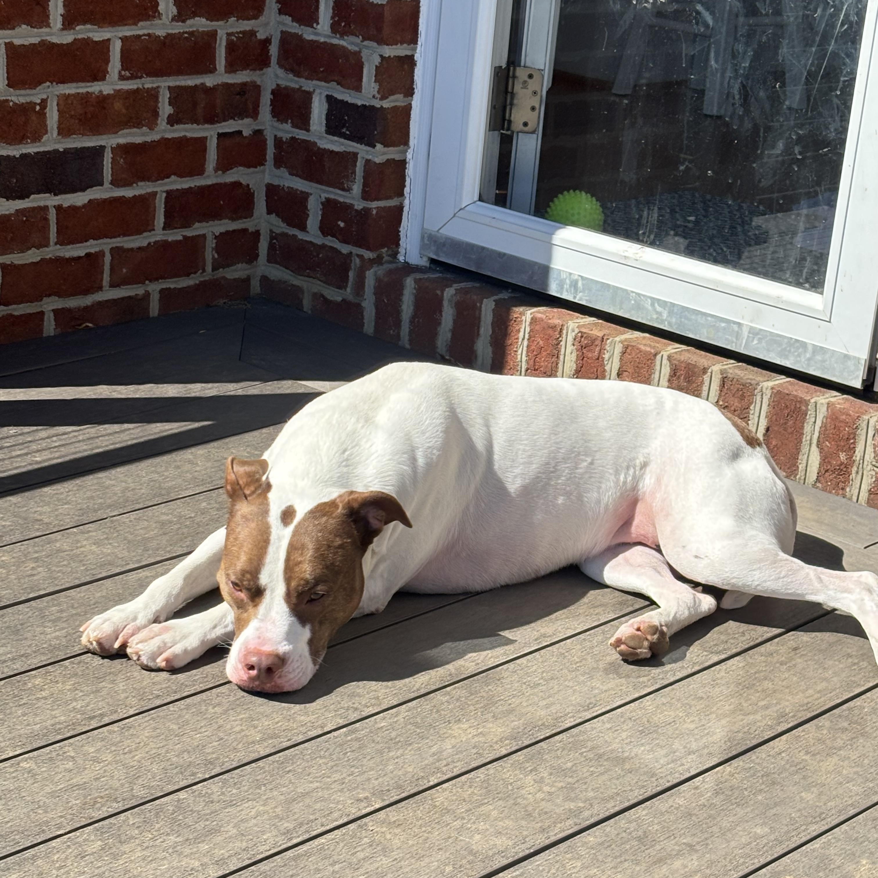 Enlarge Kona & Oakley, a ADOPTABLE mixed breed in Greensboro, NC image 4/5