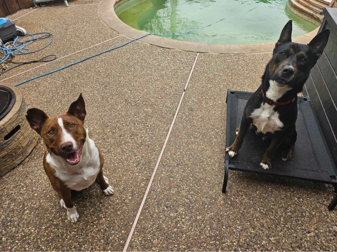 Enlarge Bubbles, a Adoptable mixed breed in Benbrook, TX image 8/11