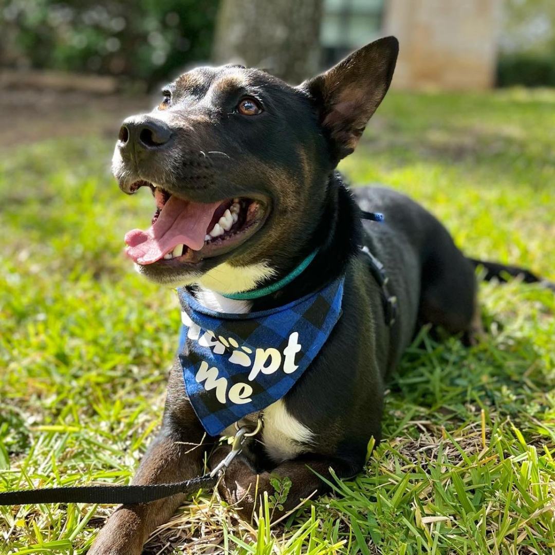 Enlarge Bubbles, a Adoptable mixed breed in Benbrook, TX image 9/11
