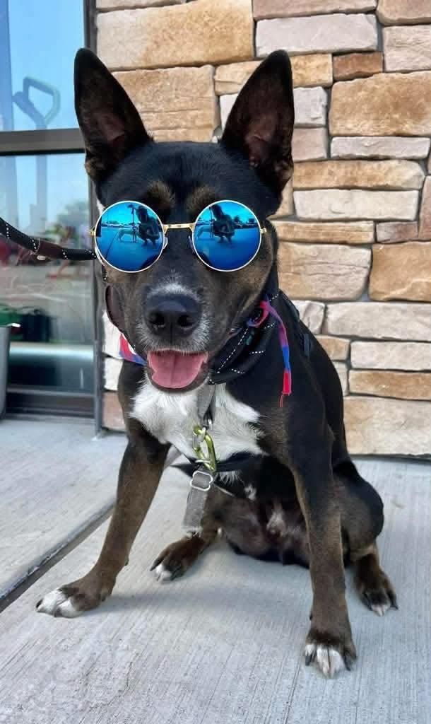 Bubbles, a Adoptable mixed breed in Benbrook, TX image 5/6