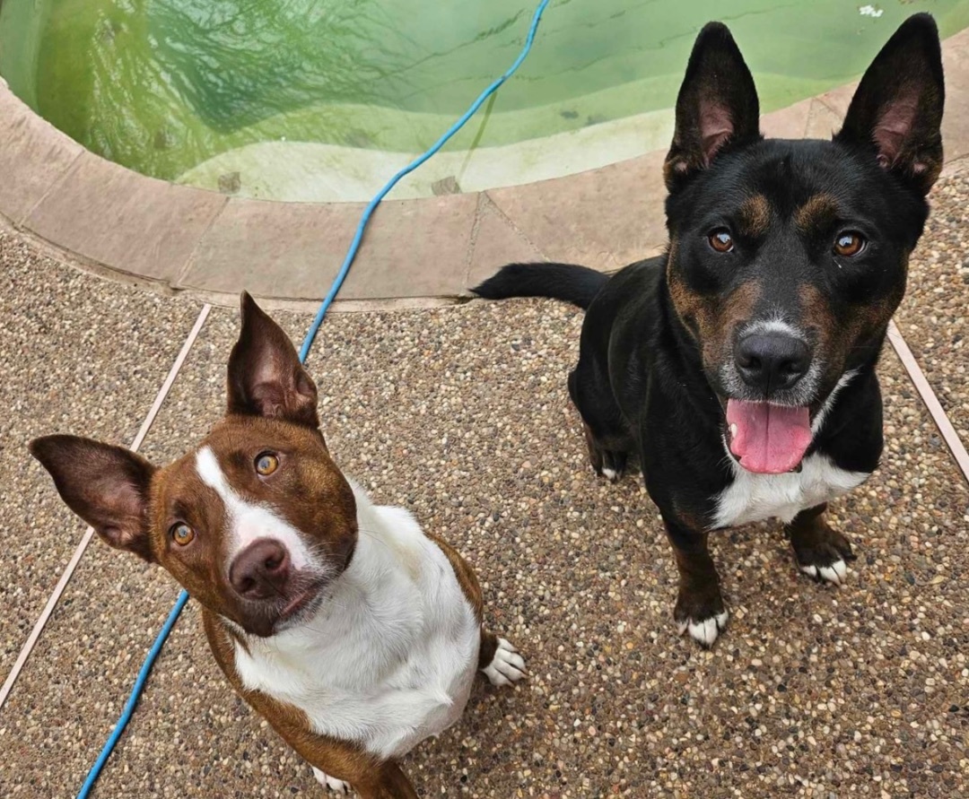 Enlarge Bubbles, a Adoptable mixed breed in Benbrook, TX image 10/11