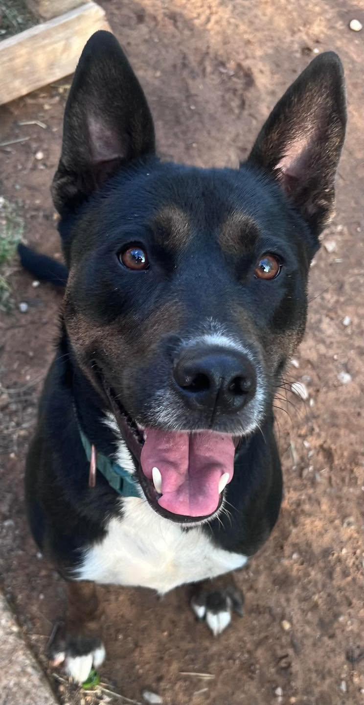 Bubbles, Adoptable, Adult Male Australian Kelpie & German Shepherd Dog.